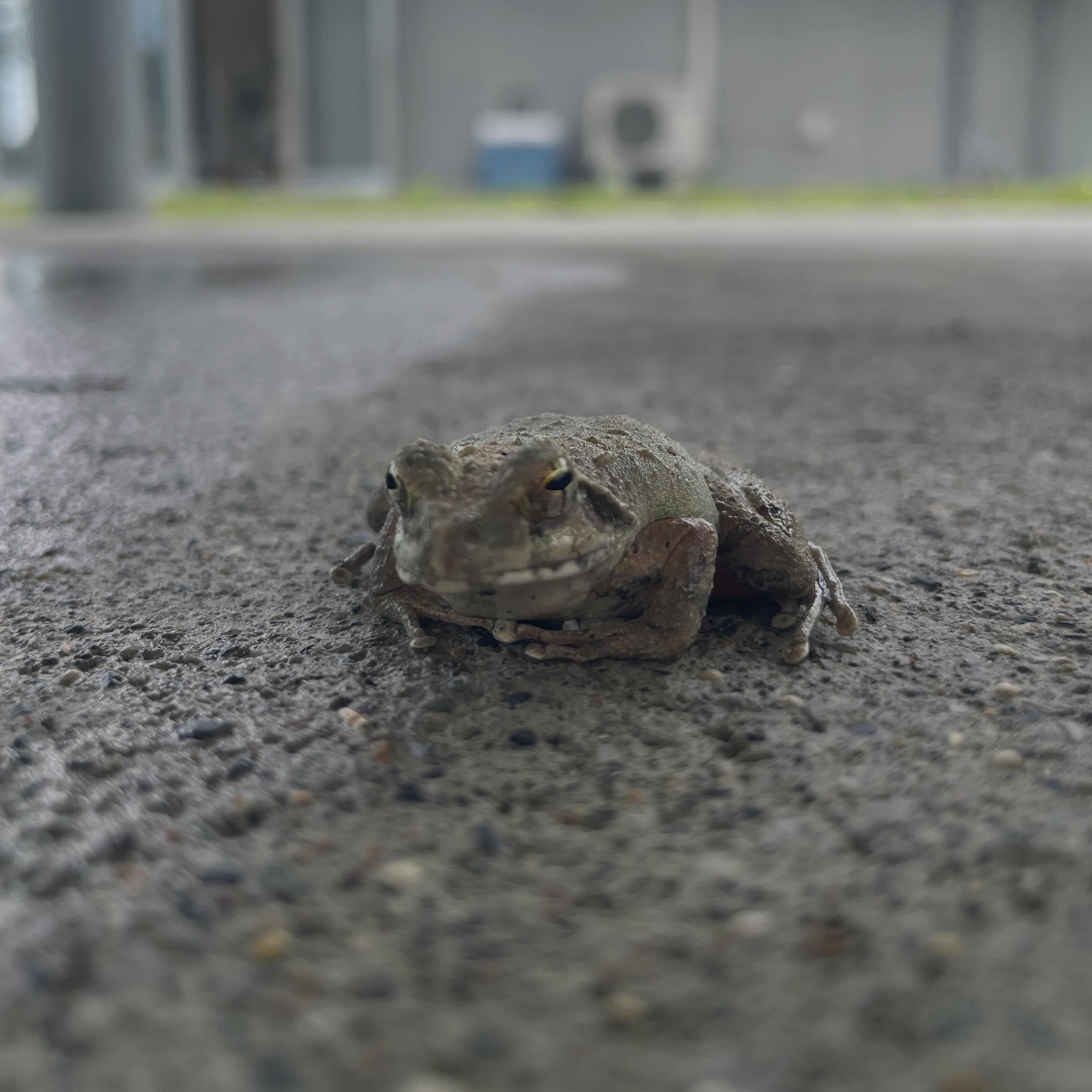 6月前半も梅雨が続いていますね☔️
西古見GATEの炊事場の清掃をしていたら
1匹の訪問者がやってきました🐸
6月前半は、島外観光客の方による
宿泊棟利用が多かったです!
ご利用ありがとうございました😌
大雨や台風などでキャンプが難しい気候ですが、
宿泊棟と大浴場のご宿泊が可能です🙆♀️
是非、自然を満喫しにきてください🌿
6月は、カエル、ホタル
アカショウビン、リュウキュウツバメの群れなど
様々な生き物をキャンプ場付近で観察することができます🔍
観察する際は、ハブに十分注意してください🐍⚠️
#西古見GATE #西古見 #奄美キャンプ #鹿児島キャンプ